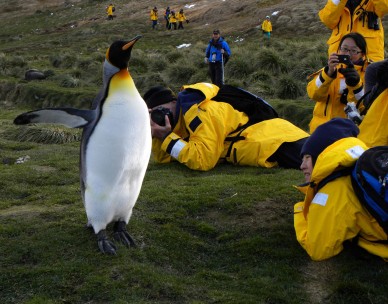 Penguin showing off to photographers